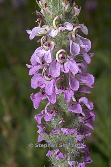 pedicularis attollens 1 graphic